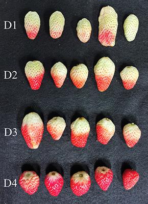 Application of Hyperspectral Imaging for Maturity and Soluble Solids Content Determination of Strawberry With Deep Learning Approaches